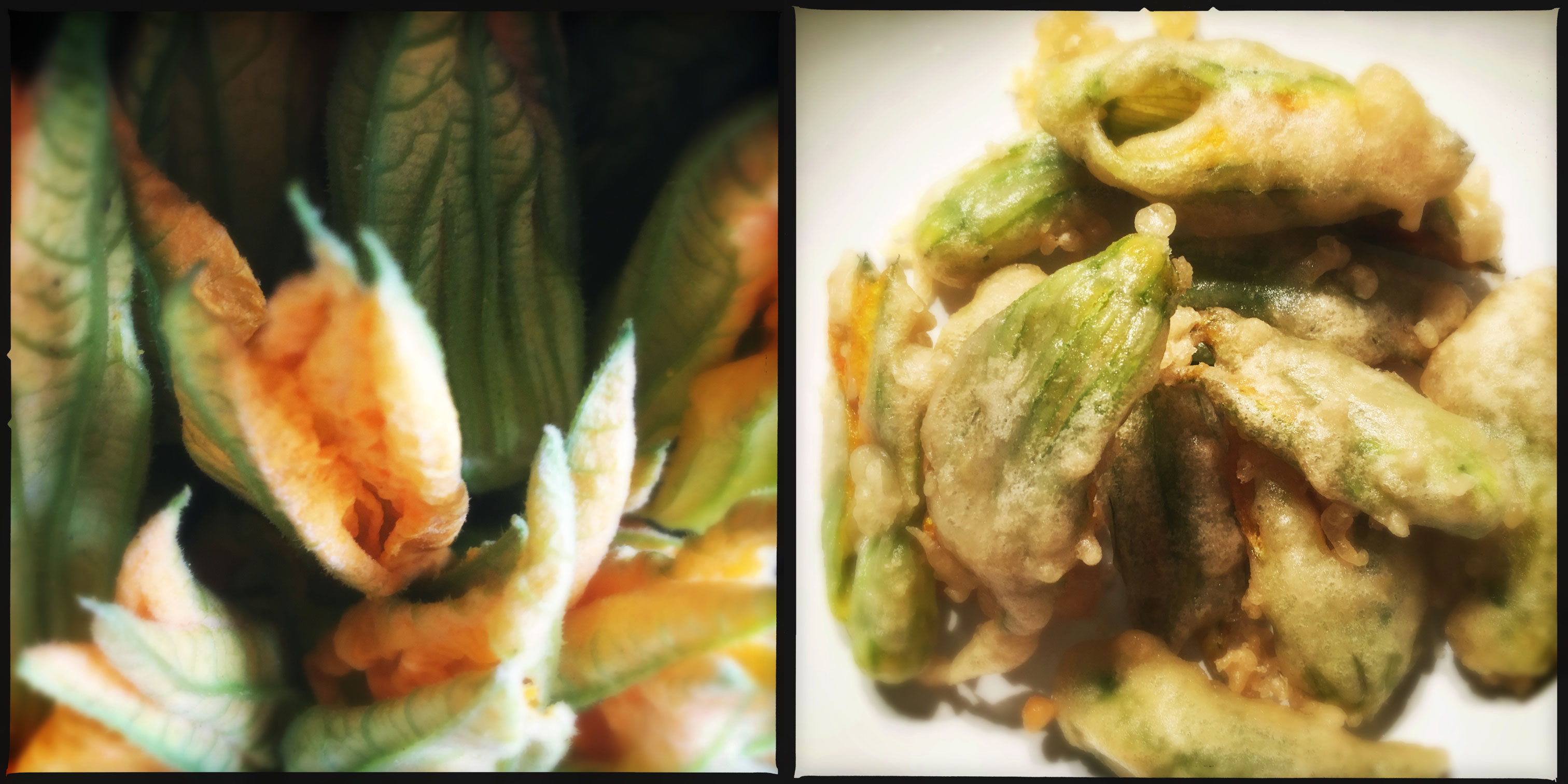 fiori di zucca pastella
